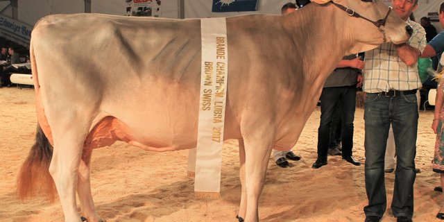 Grand Champion - Hofmatt BS Einstein Enrica von Hanspeter Kaufmann, Nottwil.   (Bilder Reto Betschart)
