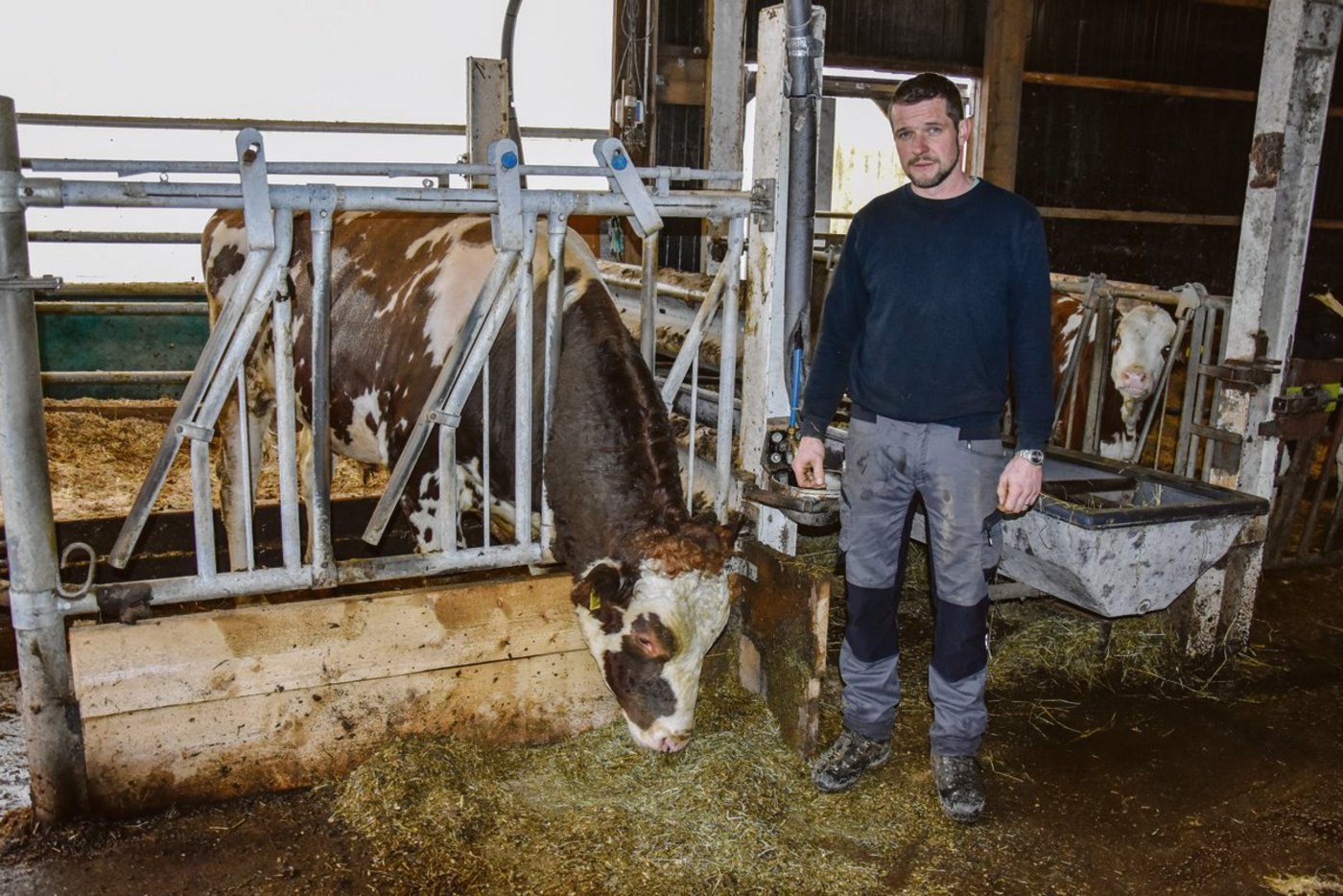 Reto von Dach mit seinem gut zweijährigen Stier Artemis Obelix. «Er hat einen guten Charakter, aber auch bei ihm muss man vorsichtig sein», sagt von Dach.(Bild Peter Fankhauser)