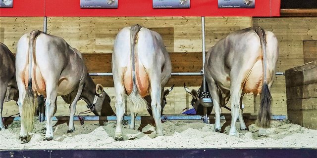 Als unbestrittene Nr. 1 im Schweizer Genetikmarkt hat Swissgenetics einen grossen Einfluss auf die Viehzucht. 