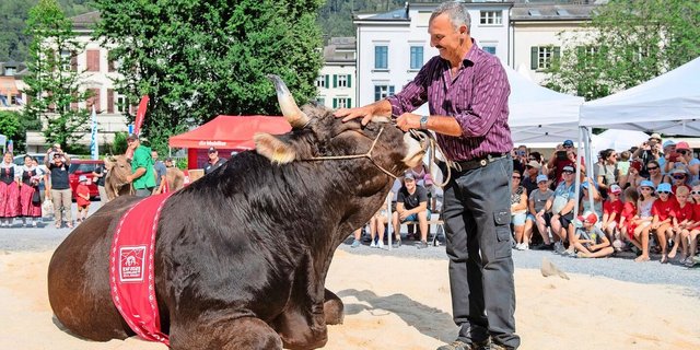 Den Original-Braunvieh-Stier Zibu und seinen Besitzer Bert Horner bringt so schnell nichts mehr aus der Ruhe. Sie kennen sich gut und hatten bereits viele gemeinsame Auftritte.
