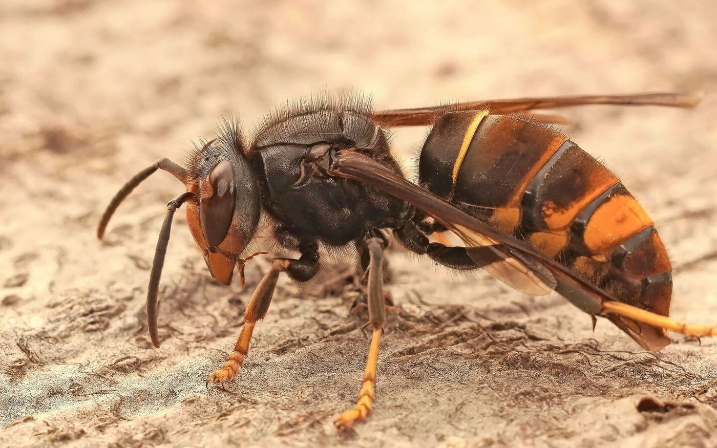 Wer ist zuständig für die Bekämpfung der Asiatischen Hornisse, die Honigbienen jagt, um die eigenen Larven zu ernähren? In der Theorie ist die Sache geregelt, in der Praxis scheint es mancherorts zu hapern.