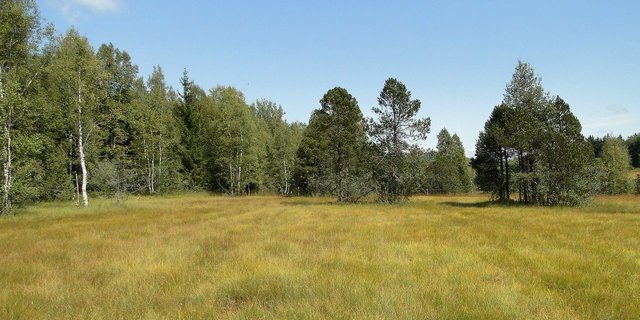 Praktisch alle Hoch- und Flachmoore sowie die Wälder in der Schweiz sind heute wegen Stickstoffeinträgen aus der Luft teilweise massiv überdüngt. (Bild Pixabay)