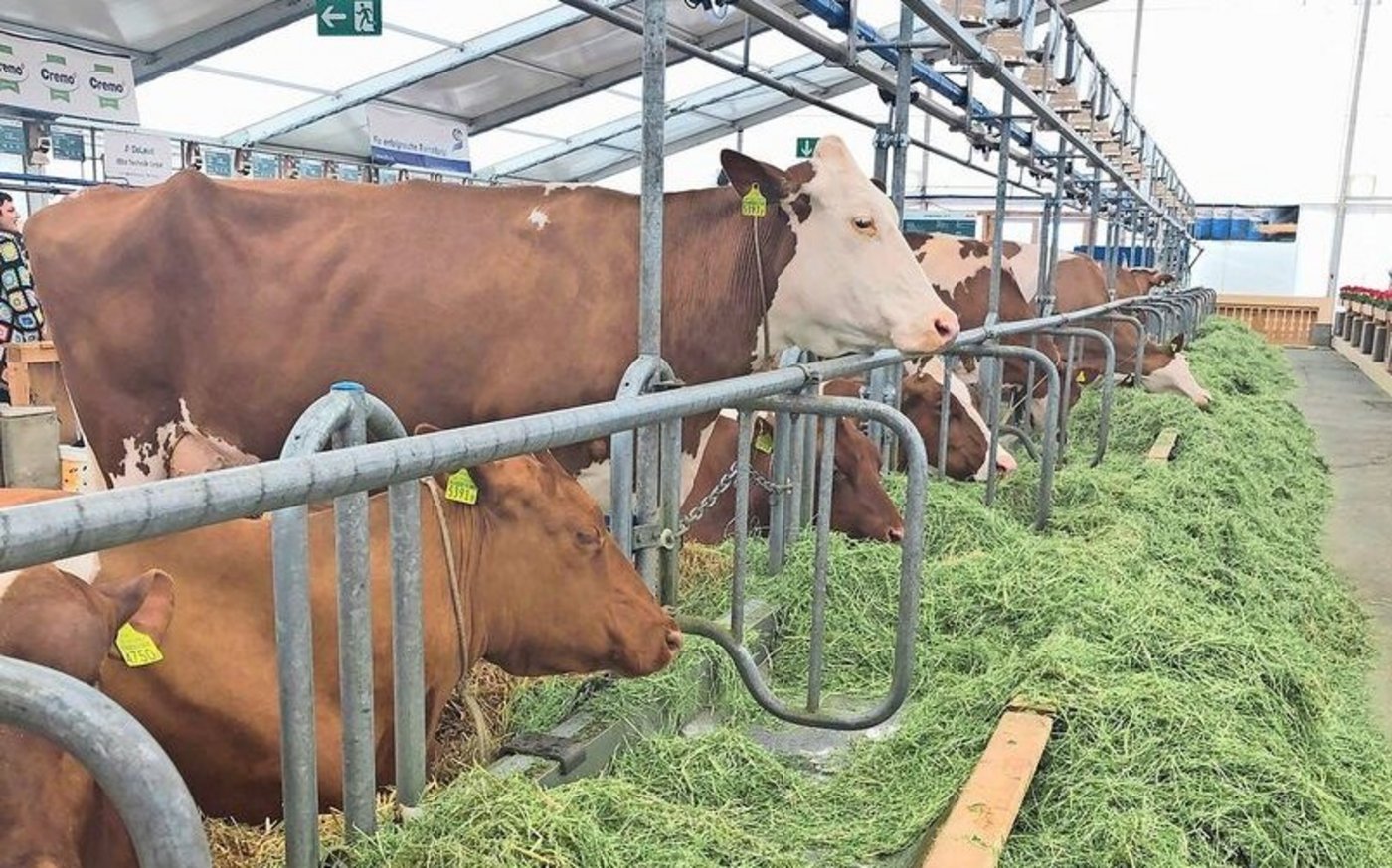Kühe, Stiere, Kleintiere und dieses Jahr auch Getreide. Das ist das Fokusthema im Grünen Zentrum.