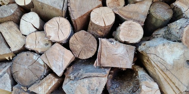 Der Borkenkäfer hinterlässt massenhaft befallenes Holz, das aus dem Wald entfernt erden muss und den Holzmarkt belastet. (Bild JoergPeters/Pixabay)
