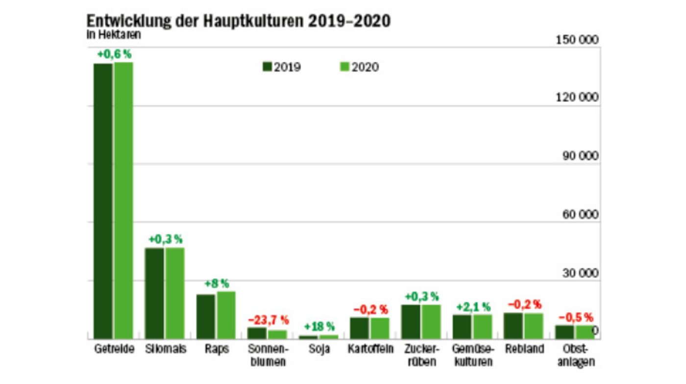 Unsere Grafik zeigt, wie sich die landwirtschaftlichen Hauptkulturen zwischen 2019 und 2020 verändert haben.  (Daten Bundesamt für Statistik/Grafik Mathieu Induni/BauernZeitung)