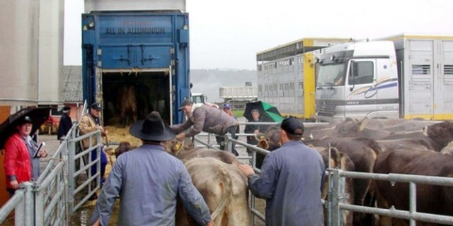 Vieh wird verladen. Für Transporte gelten viele Auflagen. (Bild BauZ)