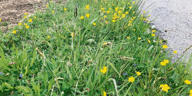 Noch blüht es erst am Wegrand, aber der Blühstreifen (im Hintergrund) wird bald aufholen. Das Bild entstand Ende April. (Bilder Sera Jane Hostettler/Bauern Zeitung) 