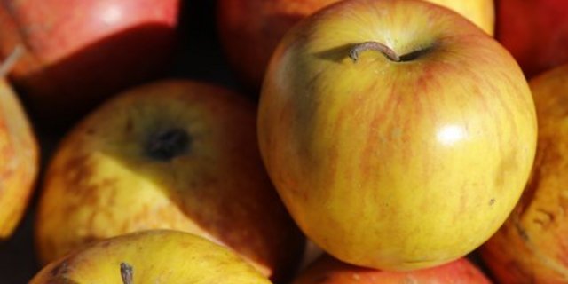 Der Wehntaler Hagapfel zeichnet sich durch seine Robustheit aus. Zudem ist er ein guter Mostapfel. Auf dem nächsten Bild ... (Bilder Jonas Ingold)