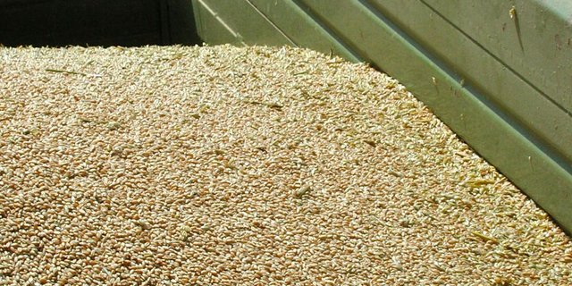 Die Getreidebauern fragen sich besorgt, ob ihr Weizen wegen Auswuchs im Futtertrog landen wird. (Bild: Anton Haas)