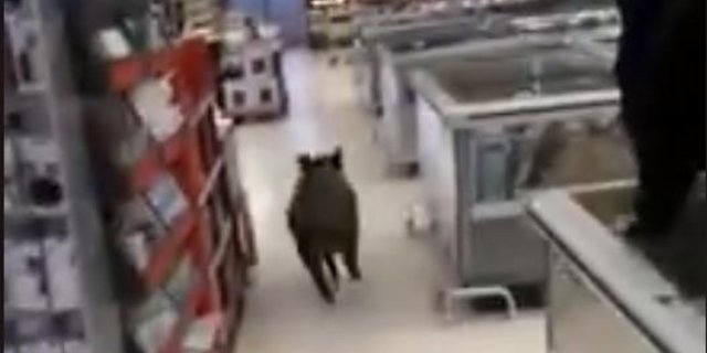 Gleich zwei Vorfälle mit Wildschweine, die Discounter stürmen wollten, gab es in diesen Tagen im deutschen Bundesland Baden-Württemberg. (Bild Screenshot Ka-Insider / Facebook)