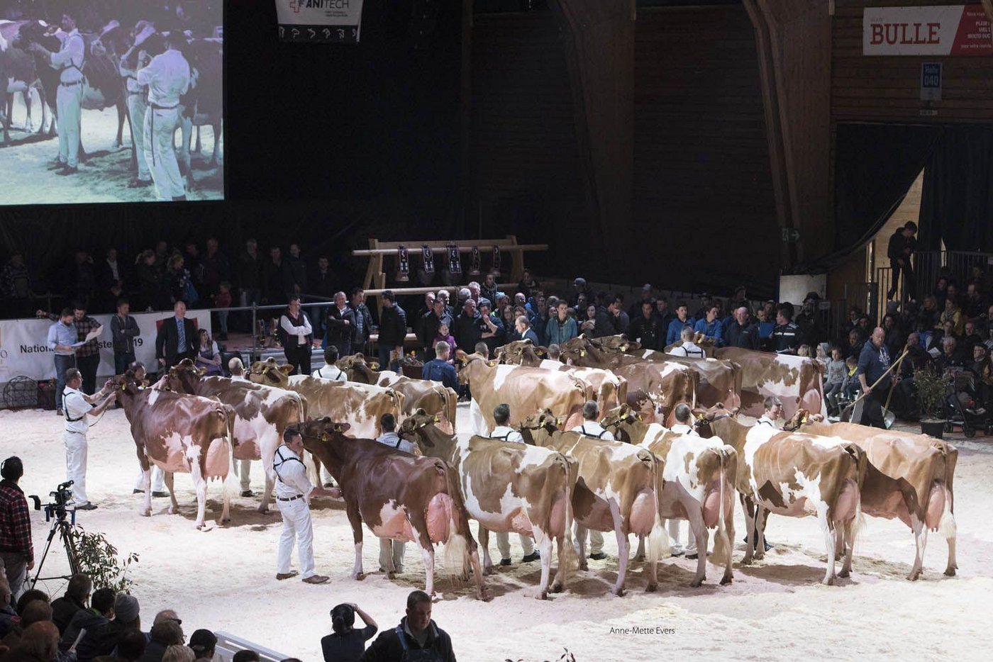 Bisher waren an der Expo Bulle nur Redholstein und Holstein-Kühe zu sehen. (Bild expobulle.ch)