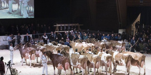 Bisher waren an der Expo Bulle nur Redholstein und Holstein-Kühe zu sehen. (Bild expobulle.ch)