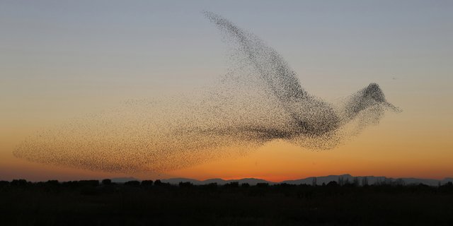 Wunderschönes Bild: Ein Schwarm Stare in Vogel-Form. (Daniel Biber)