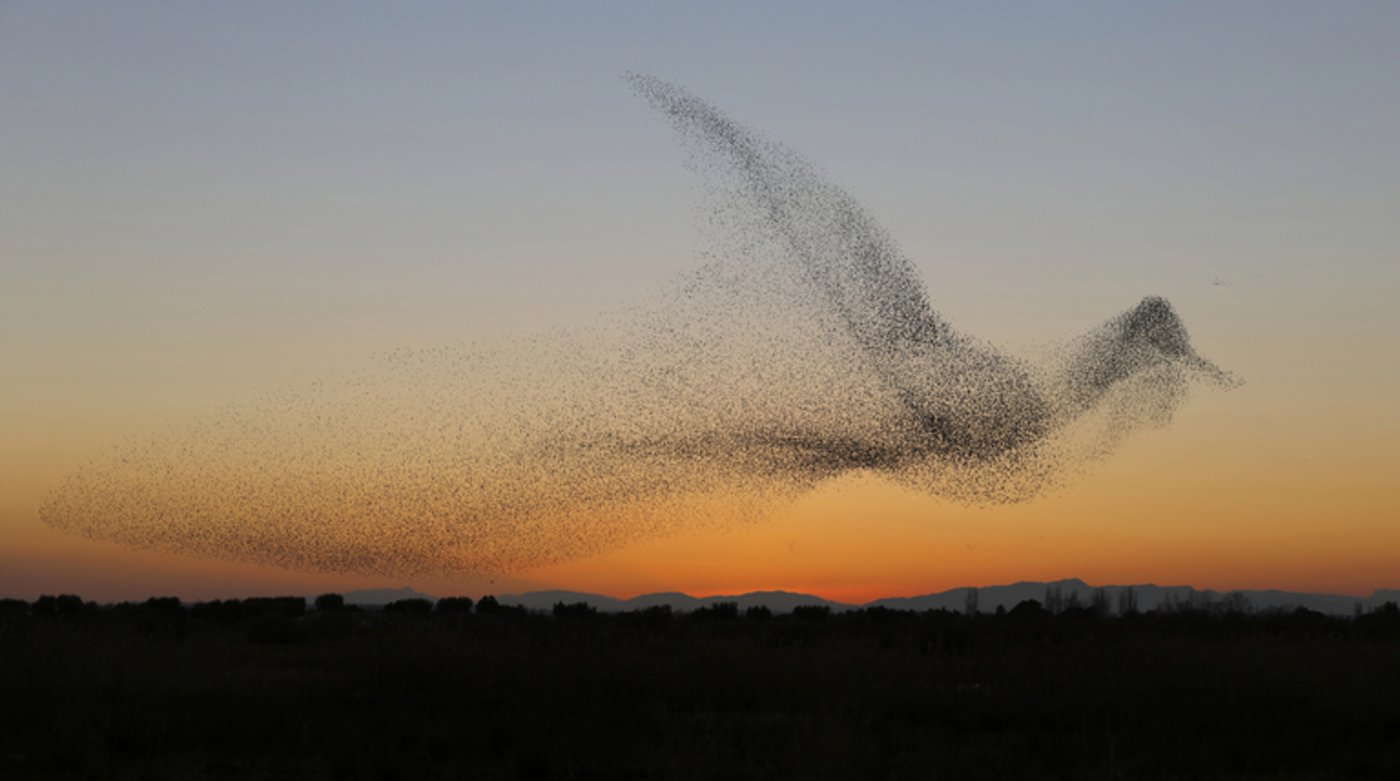Wunderschönes Bild: Ein Schwarm Stare in Vogel-Form. (Daniel Biber)