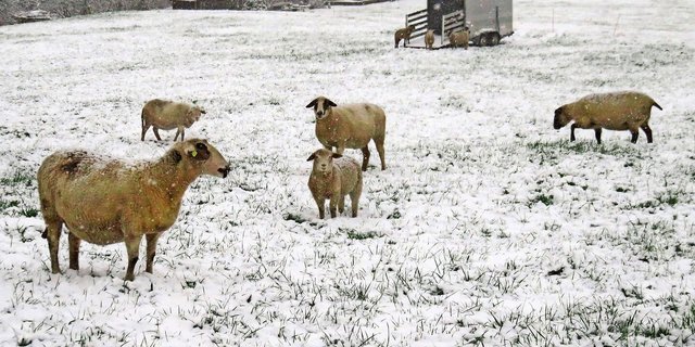 Bei «extremer Witterung» brauchen Schafe zwingend einen Unterstand mit trockenem Boden. Ein halb offener Anhänger genügt diesen Anforderungen. 