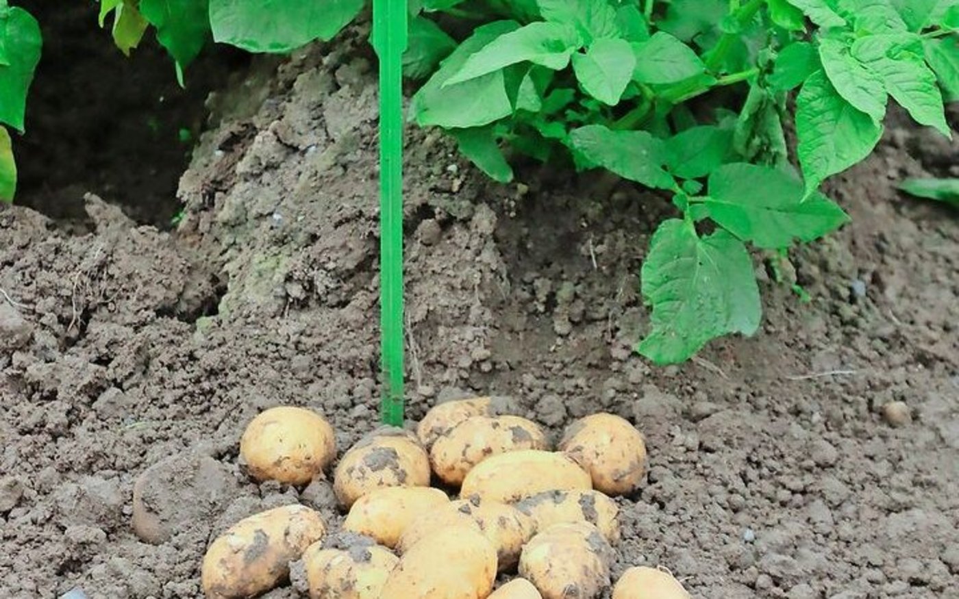 Die Sorte Wega durchläuft den Hauptversuch von Swisspatat.