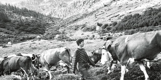 Ayla auf der letzten Alp im Nanztal unter dem Gletscher.