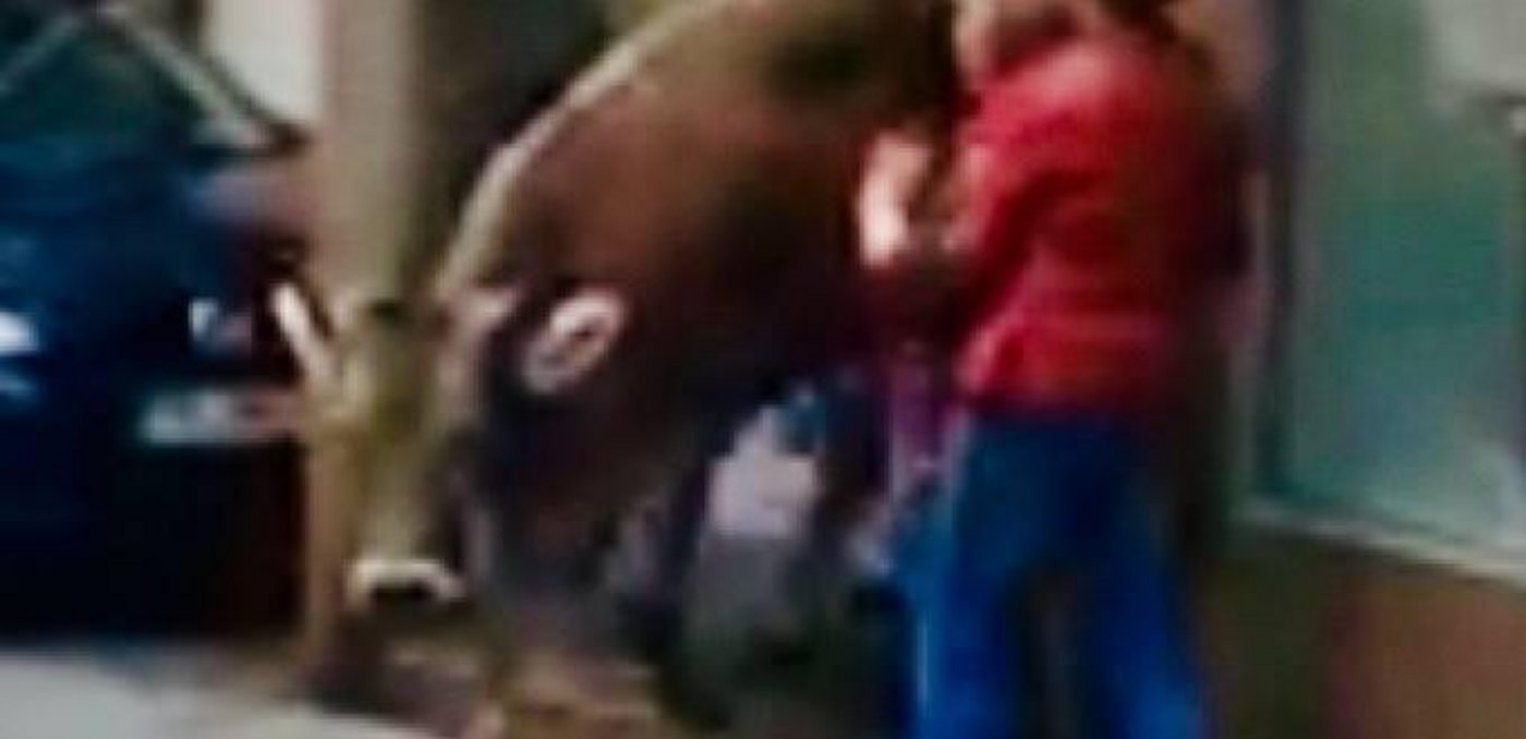 Da hat sie schon genug geshen: Die Kuh verlässt die UBS-Filiale wieder. (Bild Appenzell24.ch)