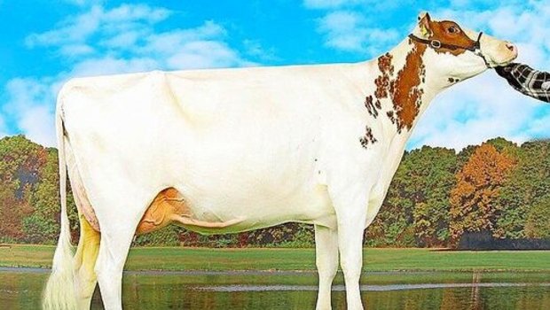 Red-Holstein Kuh Zumba überzeugt mit ihrem Exterieur, so wurde sie mit dem Maximum von 55 55 98 punktiert.