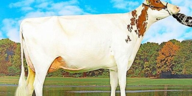 Red-Holstein Kuh Zumba überzeugt mit ihrem Exterieur, so wurde sie mit dem Maximum von 55 55 98 punktiert.