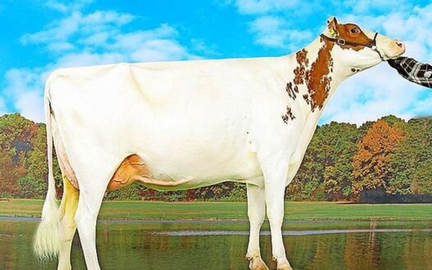 Red-Holstein Kuh Zumba überzeugt mit ihrem Exterieur, so wurde sie mit dem Maximum von 55 55 98 punktiert.