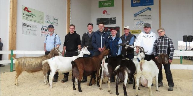 Die Missen der verschiedenen Rassen werden stolz von ihren Besitzern präsentiert. (Bild zVg)