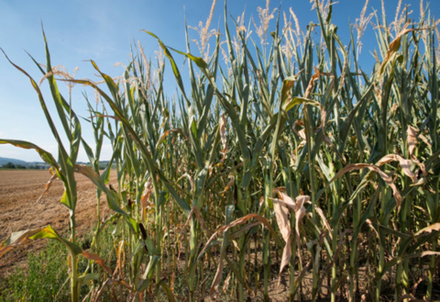 Laut einer Umfrage des SBV vom Jahr 2018 wünschen sich die Befragten eine Ausweitung des GMF-Programms bezüglich Mais oder die Beschränkung des ausländischen Raufutters. (Bild Gabriela Brändle, Agroscope)
