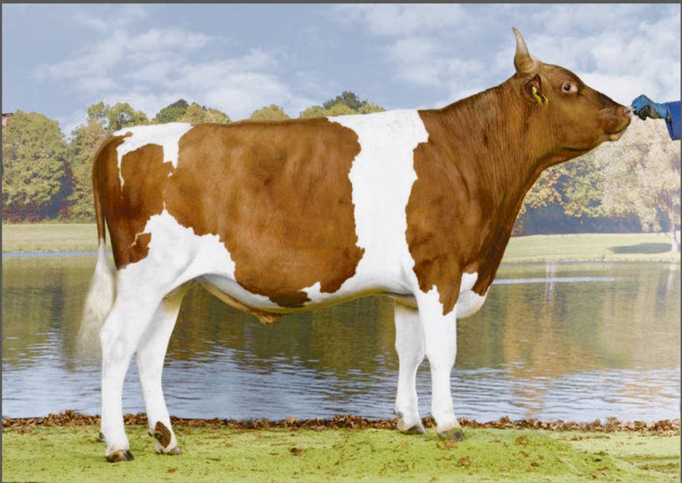 Der SF-Stier Sarino Roxel von Christian Delabays aus Le Châtelard-près-Romont FR wurde neu befördert und steht bei Swissgenetics. (Bild KeLeKi)