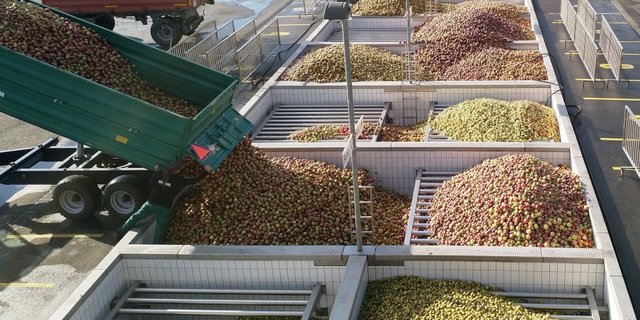 Der SOV erwartet rund 80'000 Tonnen Mostobst für die Ernte 2020. (Bild SOV)