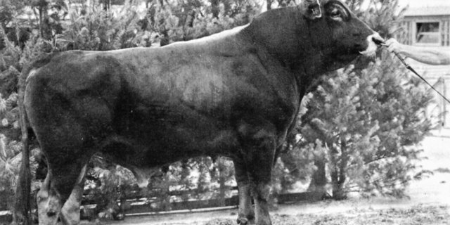 Der BS-Stier Beautician: Er war damals der Stier, wie es heute Blooming ist. Er hinterliess sehr schöne Kühe. 