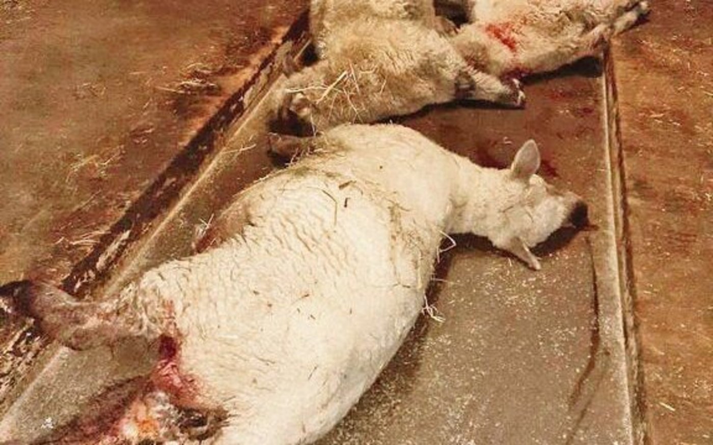 Zwei Schafe hat der Wolf gerissen, ein weiteres musste wegen den schweren Verletzungen eingeschläfert werden.