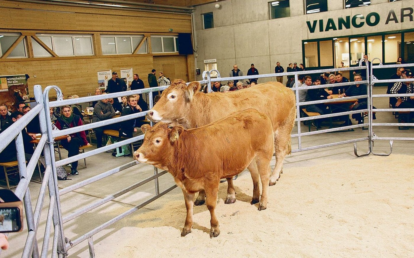 Die 3-jährige Limousin-Kuh Pipa vom Züchter Walter Meyer aus Kirchlindach wurde samt 10-monatiger Tochter für 6300 Franken verkauft.
