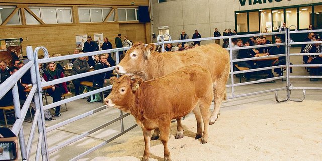 Die 3-jährige Limousin-Kuh Pipa vom Züchter Walter Meyer aus Kirchlindach wurde samt 10-monatiger Tochter für 6300 Franken verkauft.