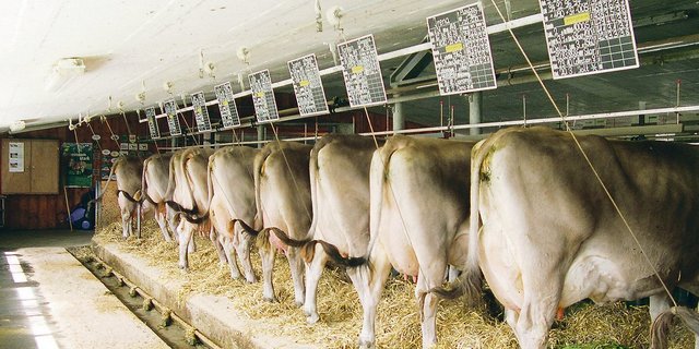 Bei Kühen im Anbindestall gelten besondere Regeln betreffend Auslauf. (Bild pf)