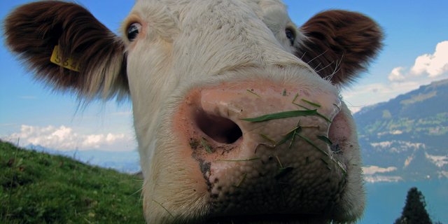 Damit die Aussichten wieder besser werden, soll die Milchwirtschaft über die nächste Agrarpolitik gestärkt werden, fordert die Branchenorganisation Milch. (Bild Pixabay)