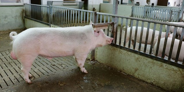 Auch wenn voll auf künstliche Besamung gesetzt wird: Der Sucheber hat noch immer seine wichtige Rolle.