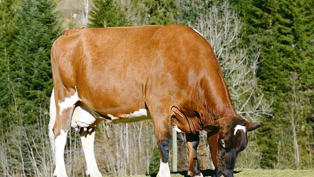 Haleika darf ihren Lebensabend auf dem Hof der Familie Aeschlimann in Trub BE verbringen.(Bild KeLeKi)