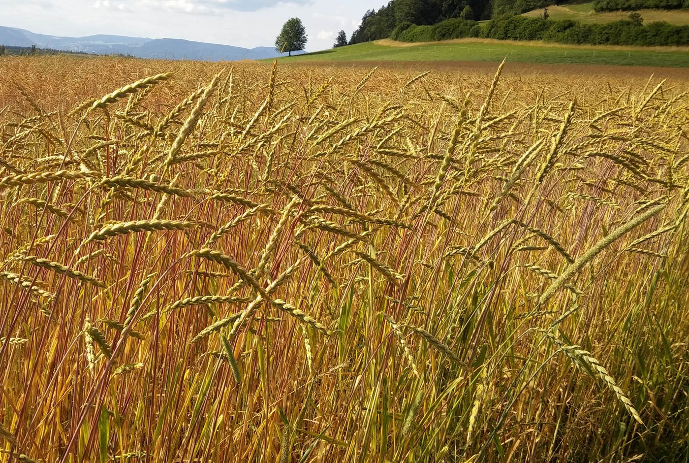 Dinkel Ein gesunder Boden wirkt sich auch positiv auf die Pflanzen aus. (Bild Jonas Ingold)
