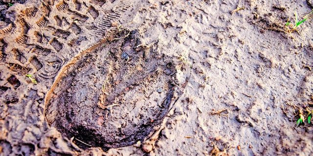 Der Pferdezug ist in der Landwirtschaft der meisten Industriestaaten weitgehend verschwunden. Dass das Wissen darum erhalten bleiben muss, zeigt das Beispiel der Ukraine.