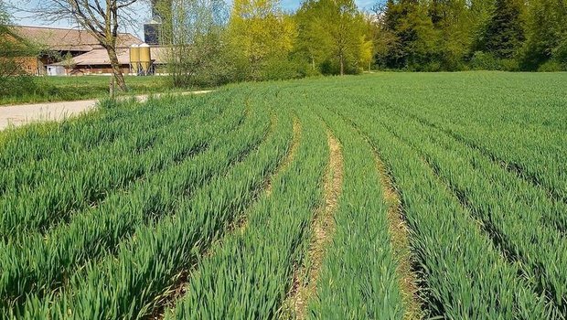 Getreide in weiten Reihen ist besonders gut geeignet zur Förderung von Feldlerchen und Feldhasen.