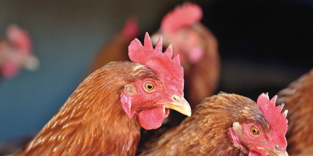 Sowohl Pouletfleisch als auch Eier aus der Schweiz sind hierzulande beliebte Produkte. (BIld Capri23auto/Pixabay)