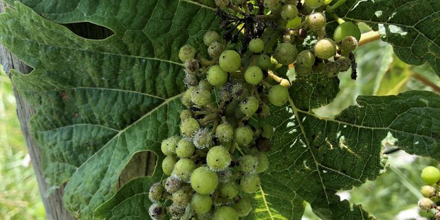 Ein mit Falschem Mehltau befallener Rebstock. Für die aktuelle Woche werden einige trockene Tage prognostiziert, diese müssen unbedingt genutzt werden, um die Reben vor Falschem Mehltau zu schützen. (Bild Michael Gölles)