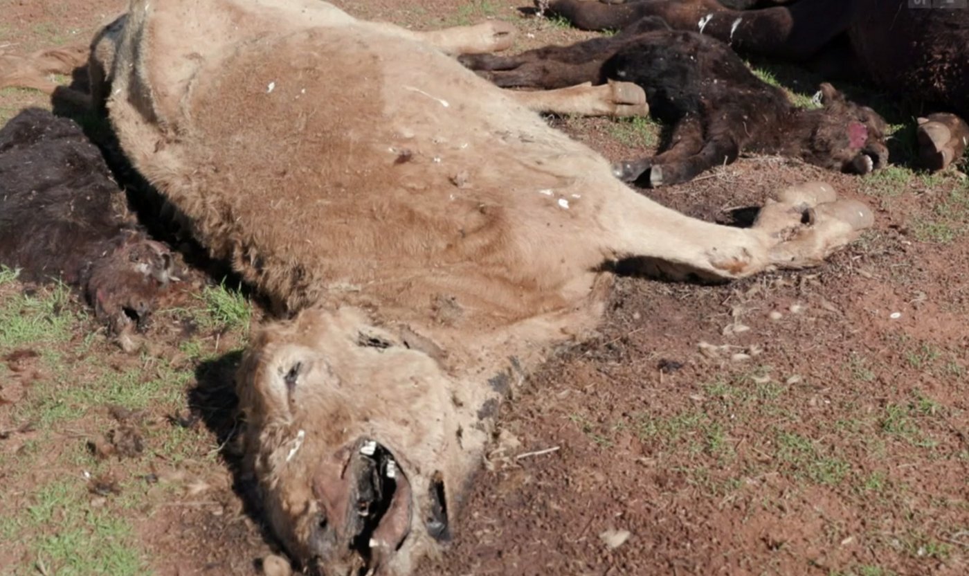 Trotz der Bemühungen der Bäuerinnen und Bauern sterben immer wieder Kühe und Schafe auf den ausgetrockneten Weiden.  (Bild Videostill SRF-Rundschau)