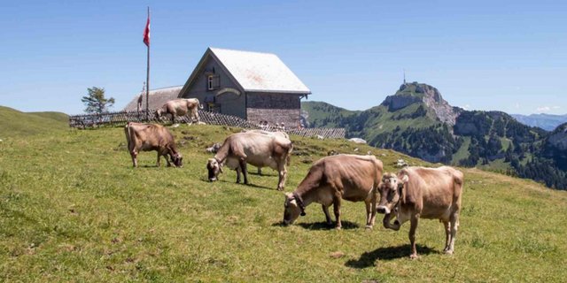 Das Buch zeigt auf, welche Art der Milch- und Rindfleischproduktion zu einer ökologisch nachhaltigen Landnutzung beiträgt. (Verena Schönenberger/landwirtschaft.ch)