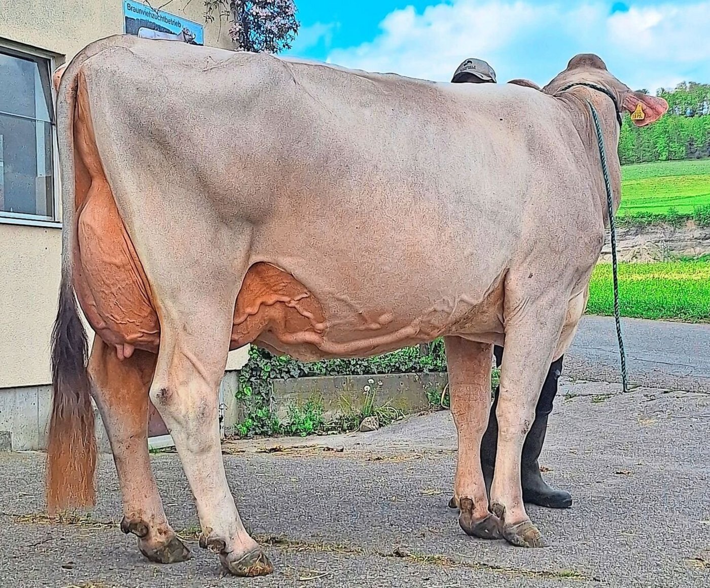 Glenwood Vanessa schloss ihre dritte Laktation mit 11 300 kg Milch ab und wurde mit der Gesamtnote EX 95 eingestuft