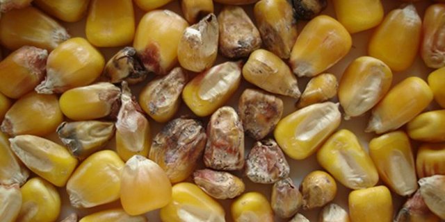 Schimmelbildung an Mais. (Bild Agroscope)