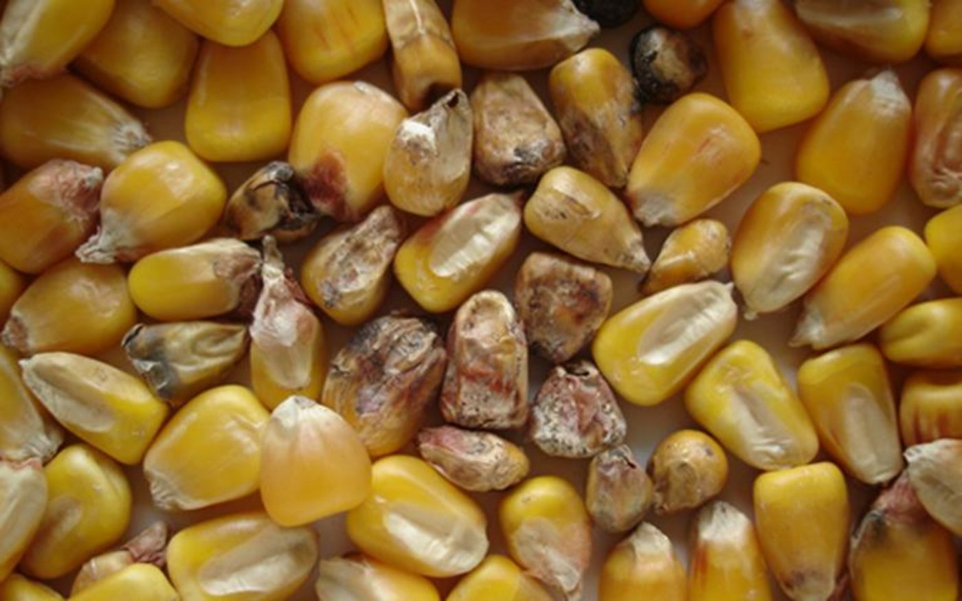 Schimmelbildung an Mais. (Bild Agroscope)