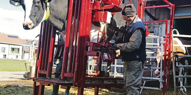 Besonderheiten des modernen, mobilen Klauenstands sind die hydraulische Hebevorrichtung mit Bedienung sowie die integrierte Fangbox. (Bilder Alexandra Stückelberger)