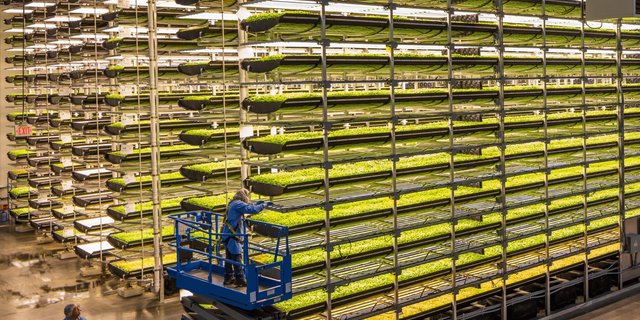 So stellt man sich einen Gemüsebetrieb nicht vor: Rund 1000 Tonnen Grünzeug verlassen jährlich die Hallen von Aerofarms in Newark (USA). (Bild Aerofarms)