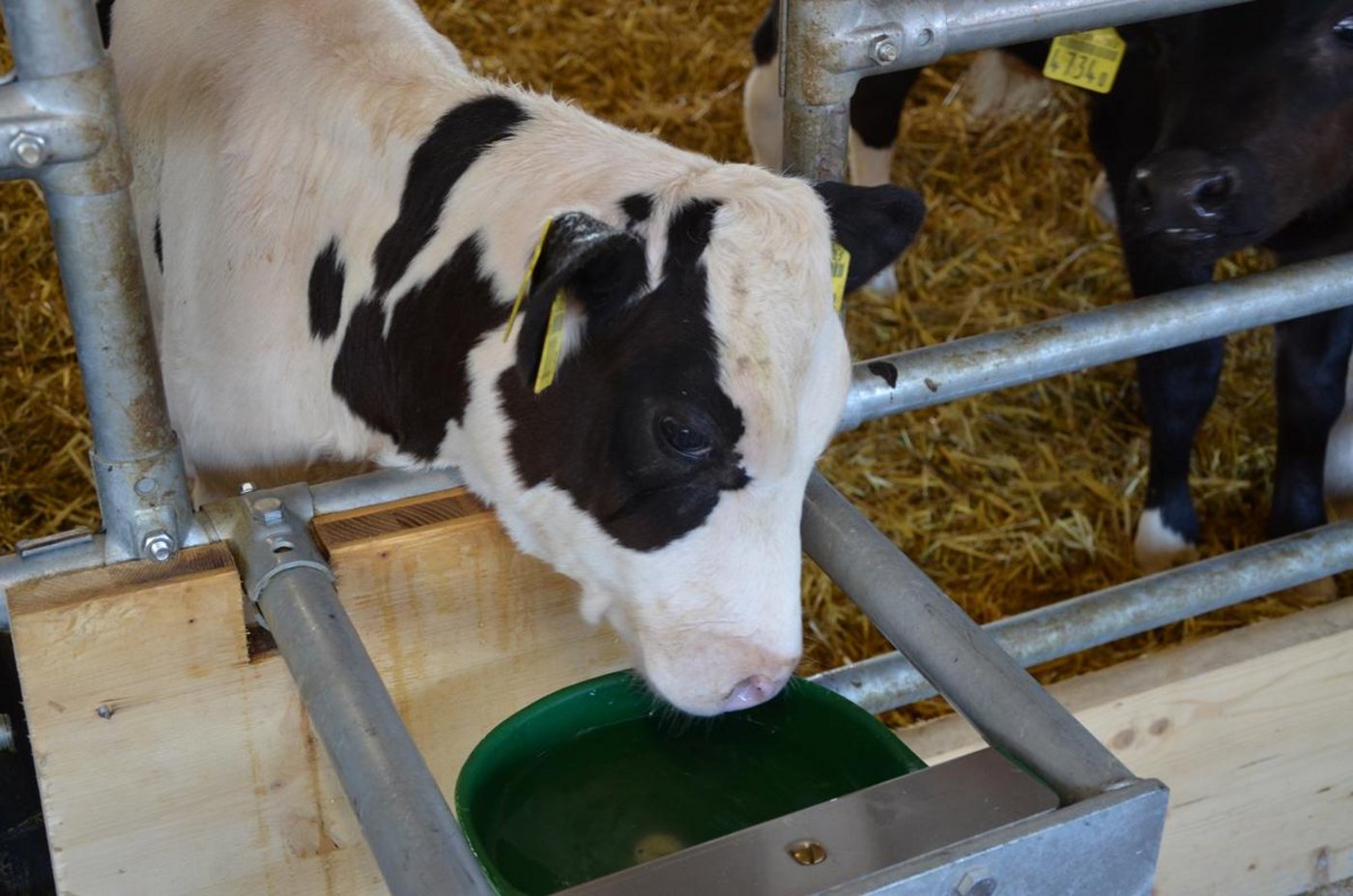 Die Anhebung der Gewichtslimite führt zum Knatsch zwischen Viehhändler und Kälbermäster. (Bild Bauz)